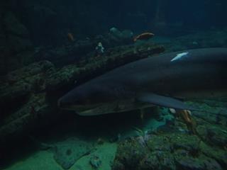 2013 Summer Monterey (2)