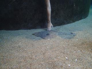 2013 Summer Monterey (3)