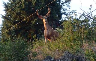 Idaho - Deer