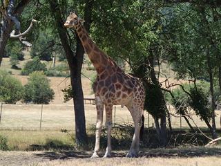 Idaho - WildAnimal (2)