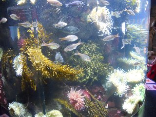 monterey - aquarium 001